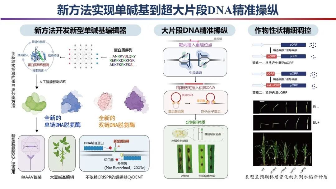 发育生物学专业：基因编辑在发育生物学研究中的应用_发育生物学资料
