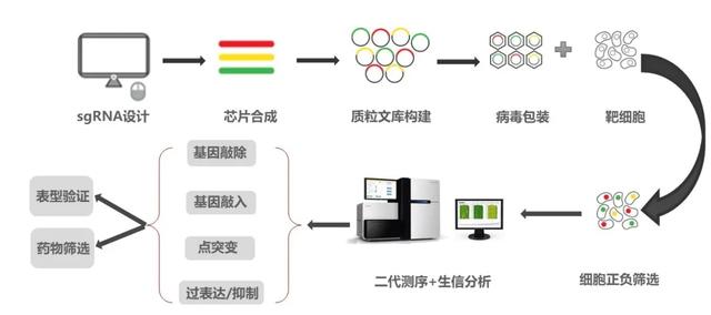 进化生物学专业：基因编辑与进化机制研究_进化生物学2