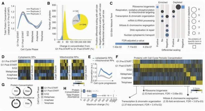 细胞生物学专业：基因编辑在细胞学研究中的应用_细胞生物学编者