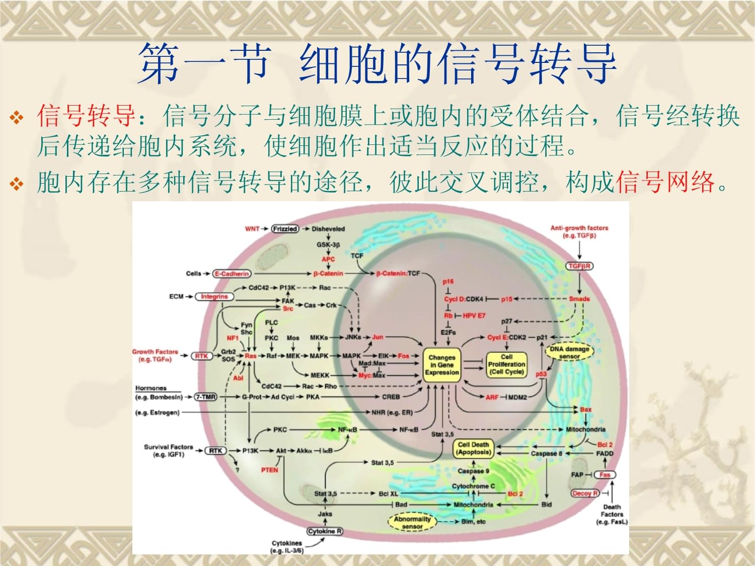 生物科学专业课程与细胞信号传导_细胞生物学信号传递