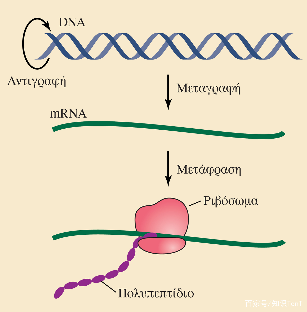 RNA生物学专业：基因编辑技术在RNA研究中的应用_rna biology