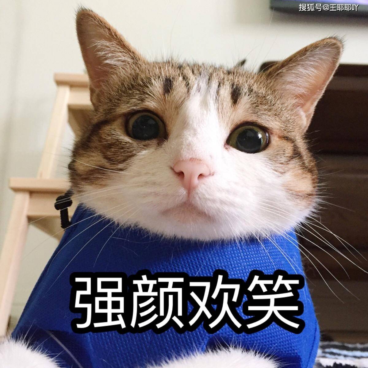 包含不要轻信网上段子，志愿填报拒绝碎片化信息的词条
